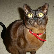 burmese2