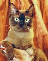 burmese3