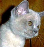 burmese4