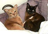 burmese5
