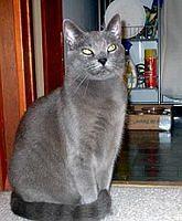 chartreux