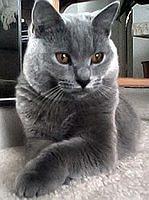 chartreux3
