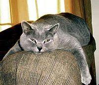chartreux4