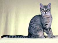 egyptian mau