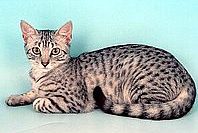 egyptian mau