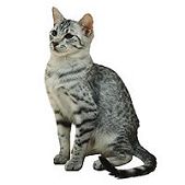 egyptian mau2