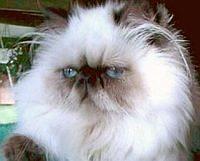 himalayan