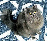 himalayan4