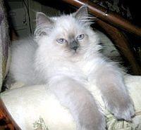 himalayan5