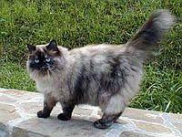 himalayan8
