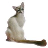 javanese1