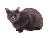 korat