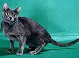 korat