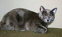 korat3