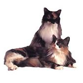 maine coon