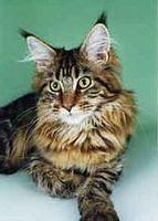 maine coon