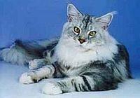 maine coon2