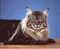 maine coon3