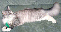 maine coon5