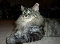 maine coon6