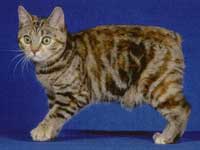 manx