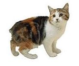 manx
