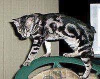 manx2