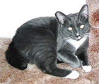 manx3