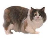 manx kimrsk