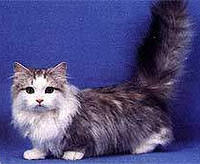 munchkin1