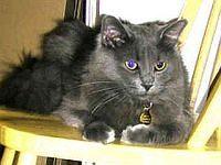 nebelung