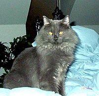 nebelung2