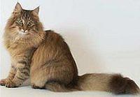norwegian forest cat