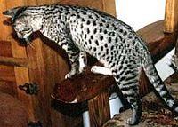ocicat