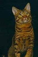 ocicat