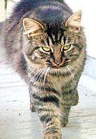 oriental-longhair