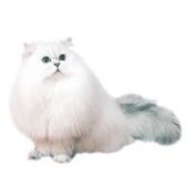 persian