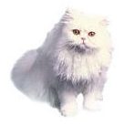 pers white