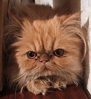 persian