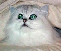 persian1