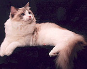 ragdoll
