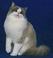 ragdoll