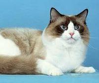 ragdoll3