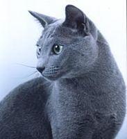 russian blue