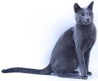 russblue