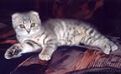 scottish fold