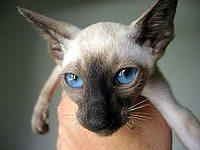 siamese