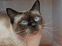 siamese