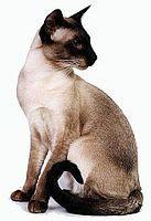 siamese2
