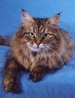 siberian